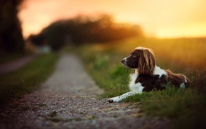 dog, depth of field, bokeh, animals, sunset, path