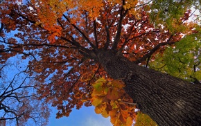 nature, trees