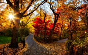 photography, sunlight, fall, landscape, road