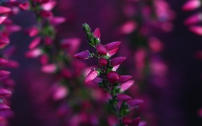 flowers, nature