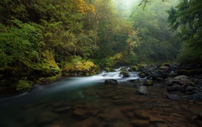 nature, trees