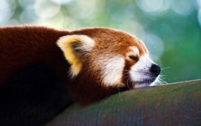 nature, red, animals, red panda