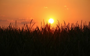 nature, photography