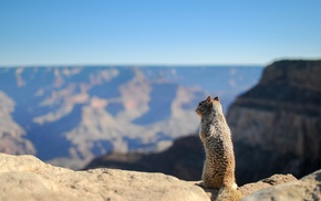 squirrel, Grand Canyon, animals, depth of field
