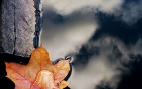 photography, nature