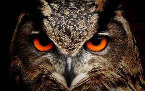 owl, photography, birds, animals