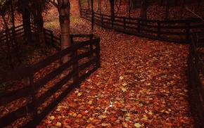 nature, trees, photography