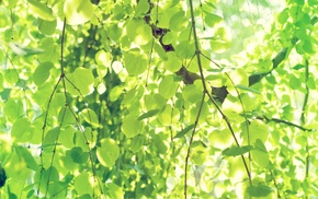 leaves, nature, trees, branch, green, plants