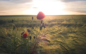 nature, field, flowers