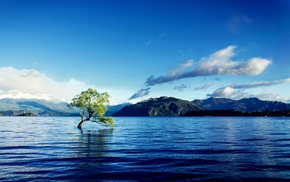 nature, water, trees