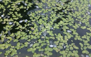 waterplant, water, sea