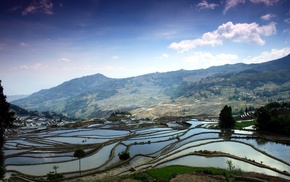 rice paddy, grass