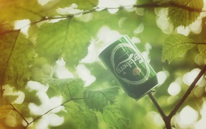 photography, leaves, can, plants, Carlsberg, branch