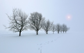 nature, landscape, snow, trees, winter