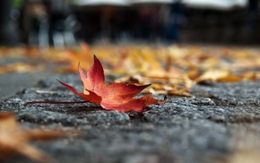 macro, leaves