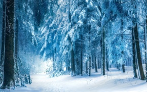 snow, trees, forest, nature, photography, winter