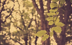 depth of field, leaves, photography, branch, trees, nature