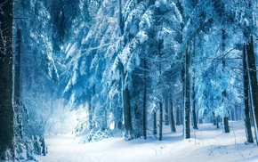 forest, frost, branch, snow, nature, winter