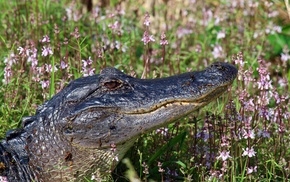 crocodiles, animals, reptiles
