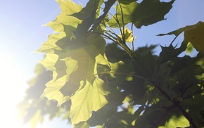 branch, leaves, plants, Sun, photography, nature
