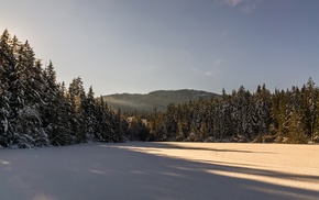 winter, forest