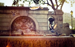birds, fountain, photography, urban, pigeons