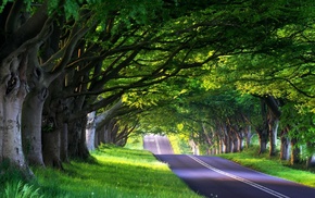 photography, branch, road, nature, trees, grass