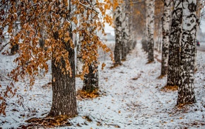 snow, trees