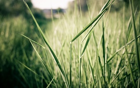 grass