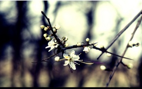 flowers, nature, trees