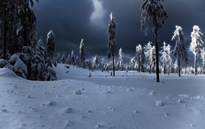 winter, forest, snow, landscape, night