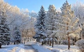 landscape, snow, trees, winter