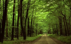 trees, road