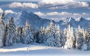 landscape, snow, forest, mountains, nature, trees