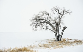 landscape, winter, nature, trees