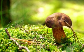 macro, mushroom