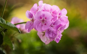 macro, flowers