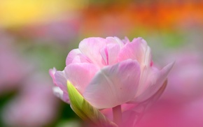 flowers, macro