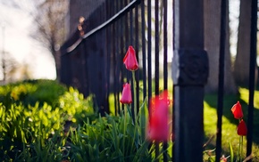 urban, flowers, macro