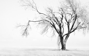winter, landscape, nature, photography, branch, trees