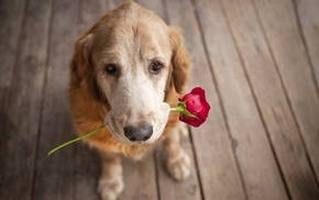 animals, dog, flowers, rose
