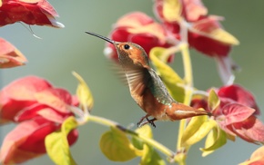 animals, macro, hummingbirds