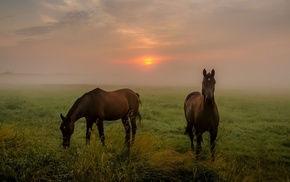 animals, horse, mammals, field, landscape, mist
