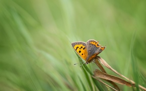 animals, grass, lepidoptera, insect