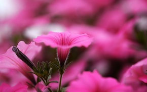 flowers, macro, plants