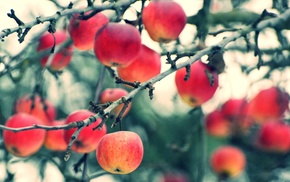 apples, macro, plants