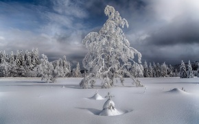 snow, winter, trees, landscape