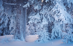 nature, trees, winter, snow