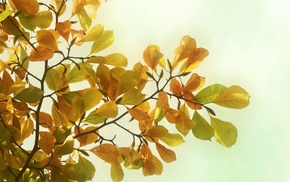 nature, photography, leaves, plants, branch