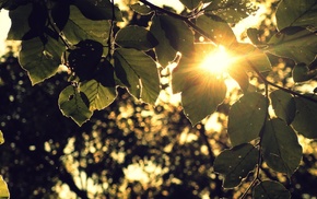 sunset, trees, photography, nature, depth of field, leaves